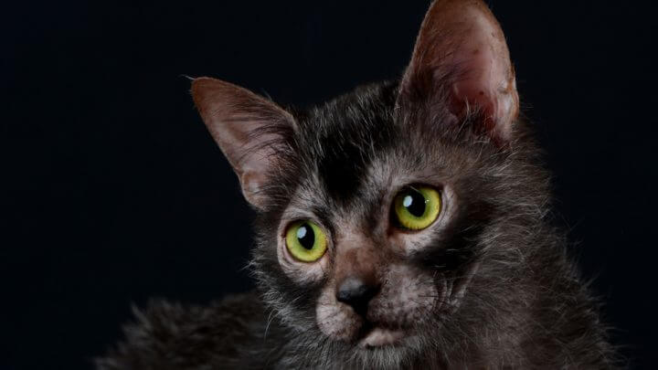 Gato Lykoi com pelagem preta em fundo preto