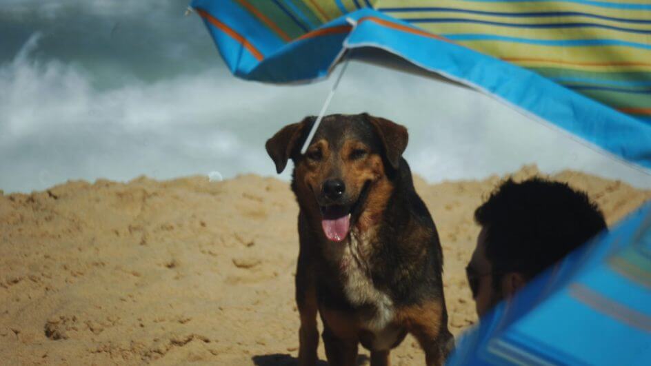 Lei proíbe cães nas praias de Florianópolis e divide opiniões