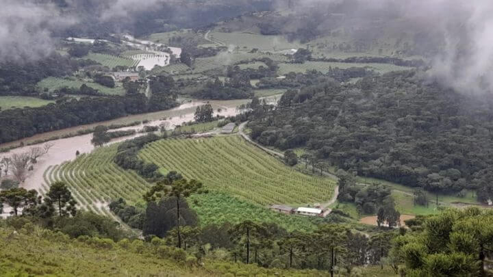Chuvas afetam produção agrícola e leiteira de Santa Catarina