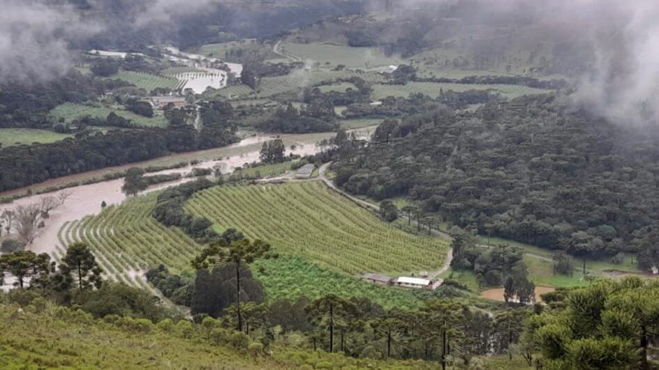 Chuvas afetam produção agrícola e leiteira de Santa Catarina