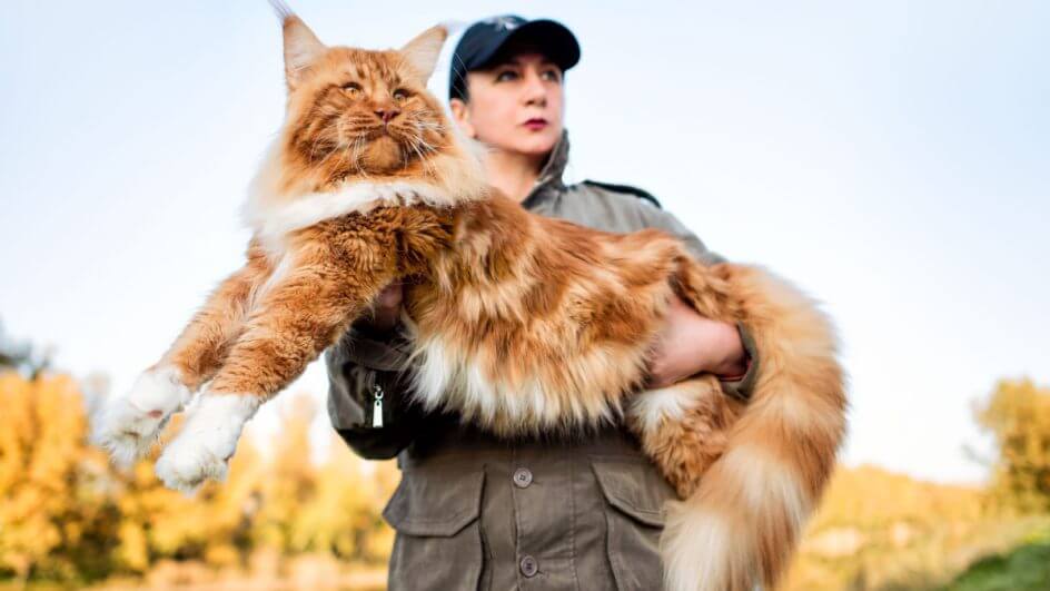 Uma mulher segurando nos braços um enorme gato maine coon na floresta no outono
