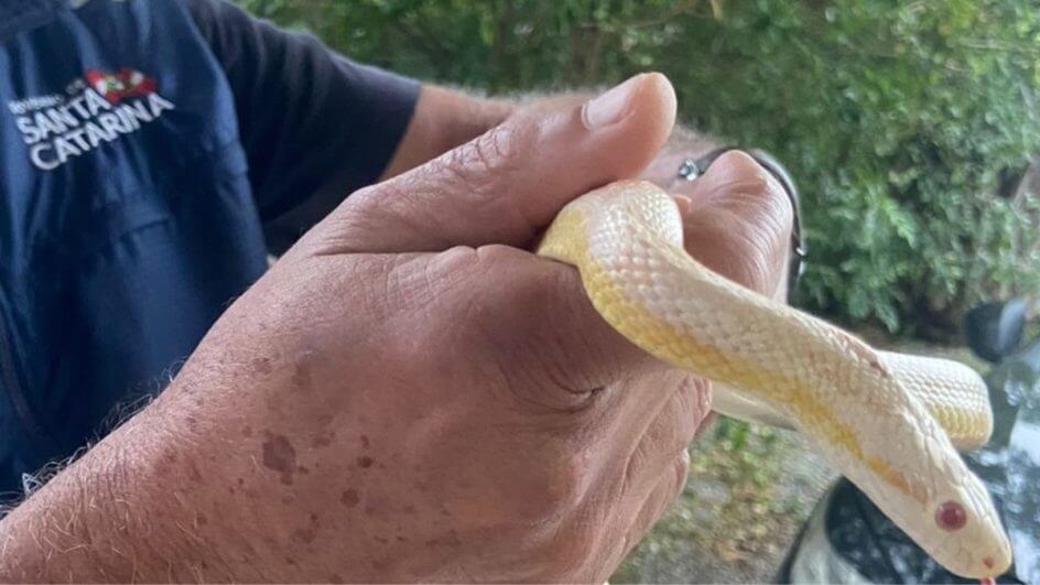 Seis mandados de prisão foram cumpridos em cidades de Santa Catarina