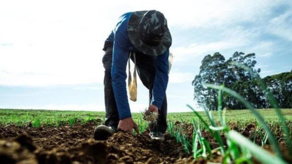 Agricultura em SC será impactada por El Niño até meados de 2024