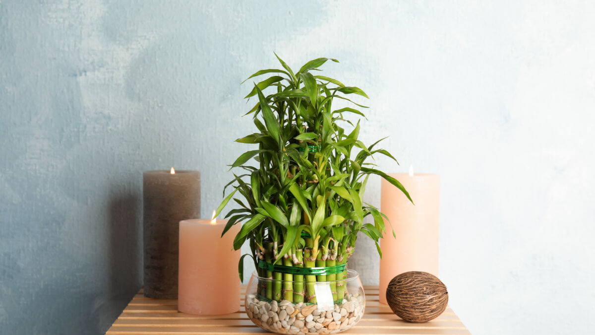 Mesa de madeira com vaso com bambu-da-sorte e três velas acesas