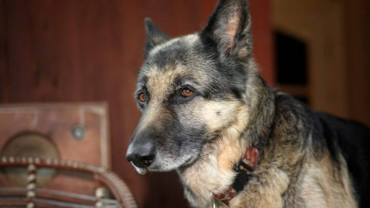 Cachorro
