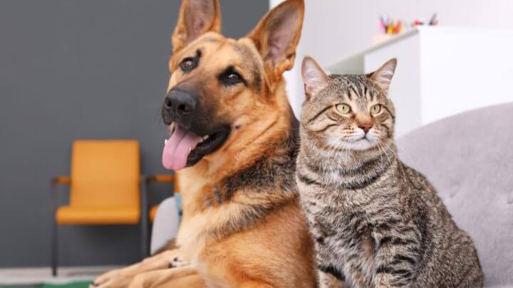 Cachorro marrom e gato cinza em sofá