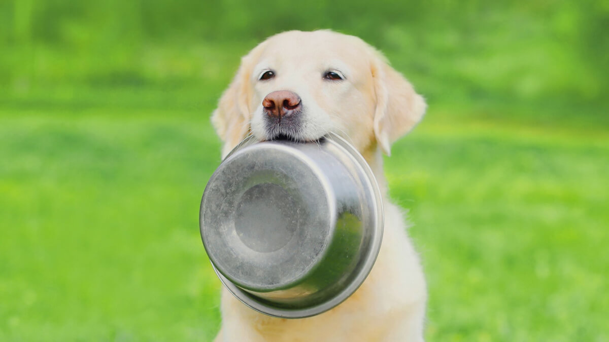 Cachorro com pote de ração na boca em um parque