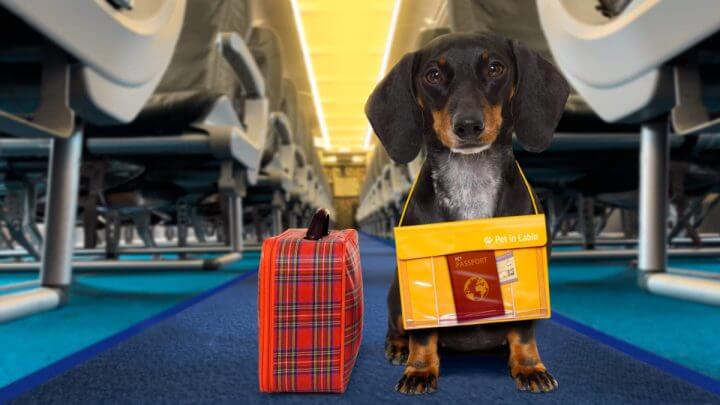 Cachorro em avião com malas