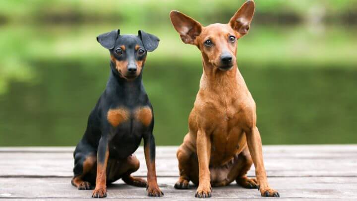 Dois cachorros pinscher, um ao lado do outro. Um é preto com marrom e outro marrom