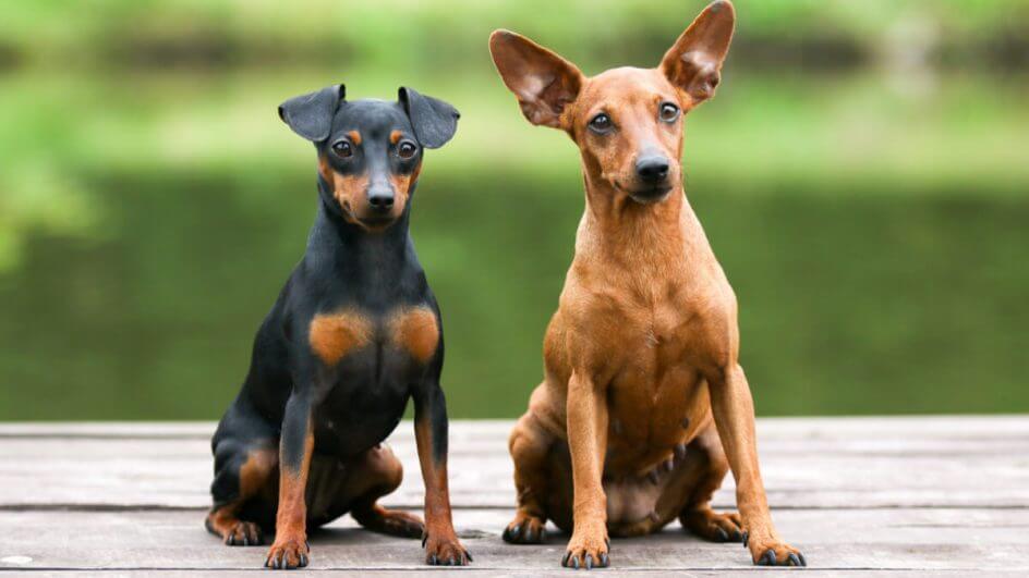Dois cachorros pinscher, um ao lado do outro. Um é preto com marrom e outro marrom