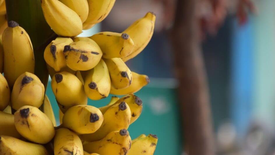caminhão de bananas