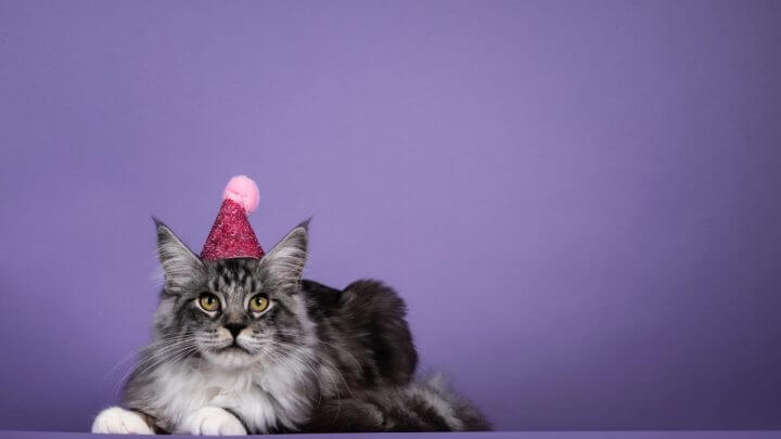 Gato malhado deitado, com chapéu de aniversário