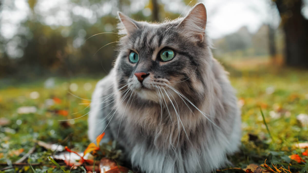 Gato deitado em grama, com folhas ao redor