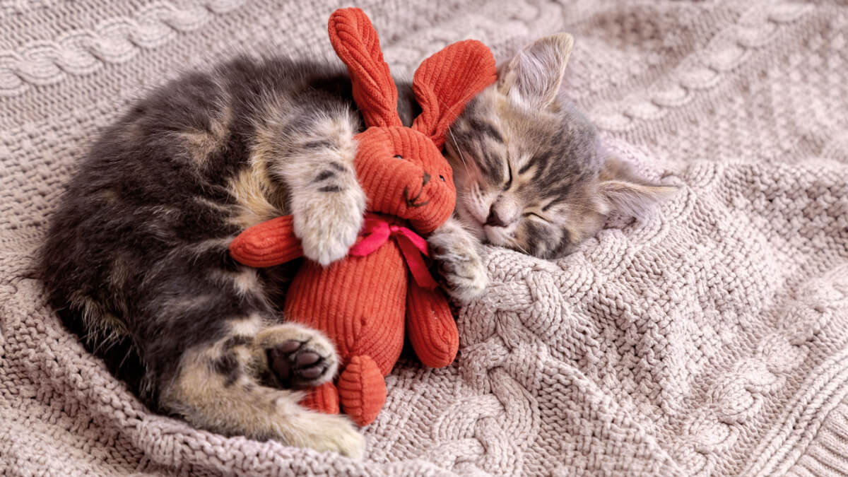Filhote de gato deitado em manta abraçando um coelho vermelho