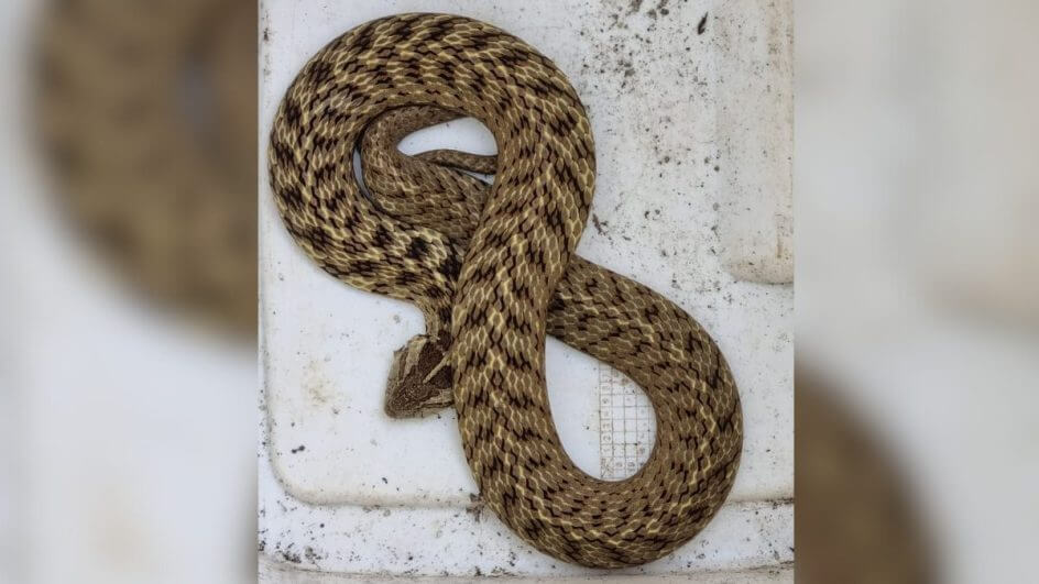 Cobra venenosa é encontrada em SC e mostra estratégia de defesa