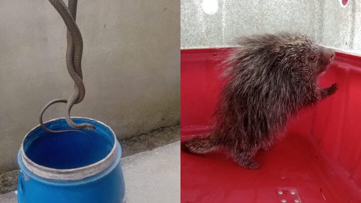 cobra e porco espinho encontrados no sul de sc