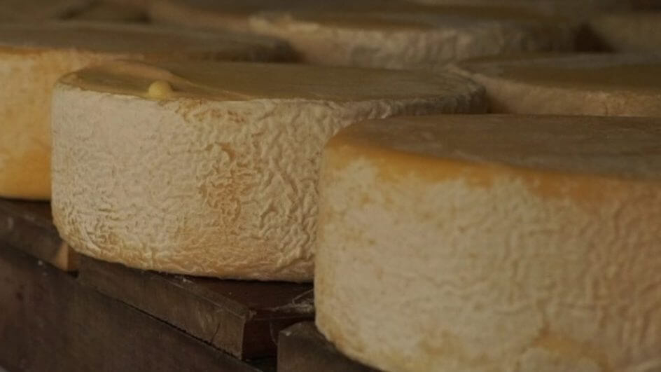 Melhores queijos artesanais de SC serão premiados em concurso inédito da Epagri