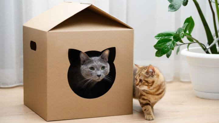 Gato cinza em uma casa de caixa de papelão e gato laranja do lado de fora