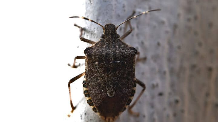 "Ninguém está seguro": infestação de percevejos aterroriza Paris