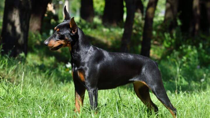 Cachorro deutscher pinscher preto em parque com árvores ao fundo