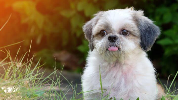 Shih Tzu branco e cinza sentado na grama