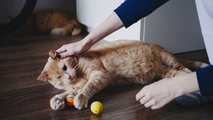 Gato deitado brincando com duas bolas recebendo carinho