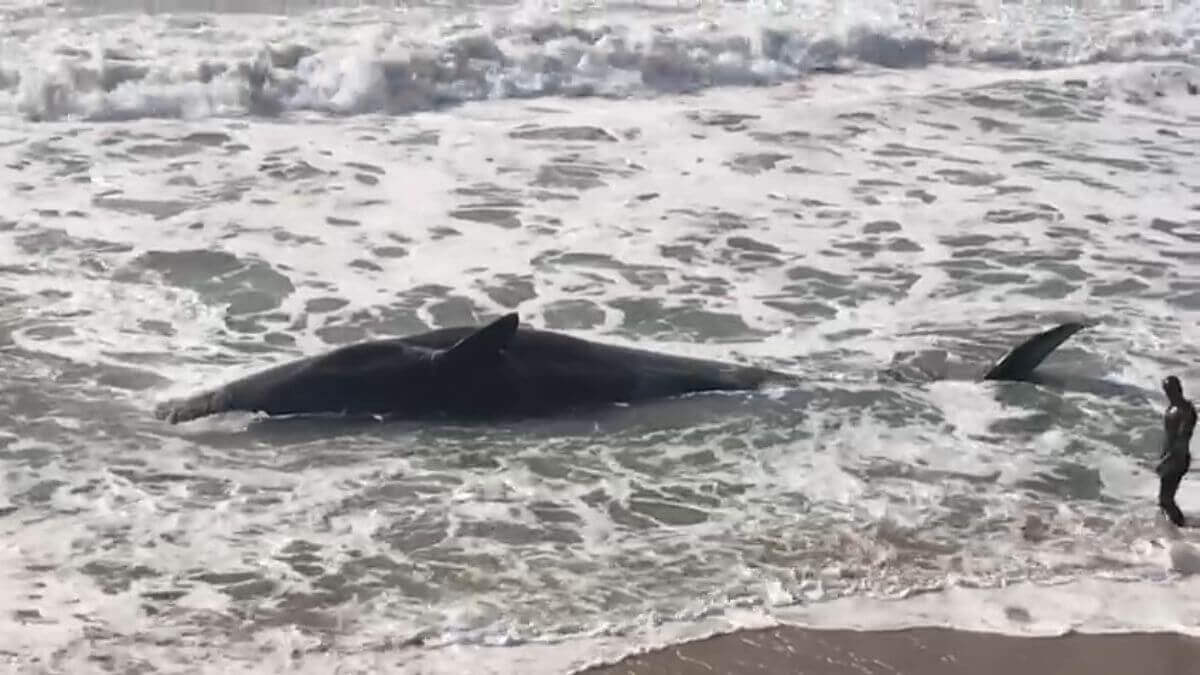 Imagens mostram baleia de 11 metros encalhada em praia de Florianópolis