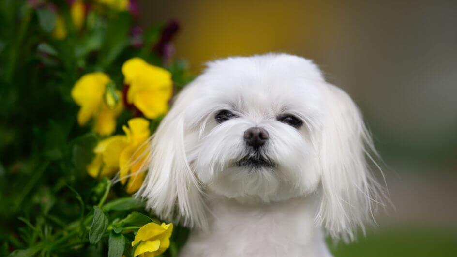 Cachorro Maltês