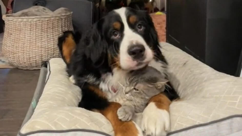 Cachorro e gato