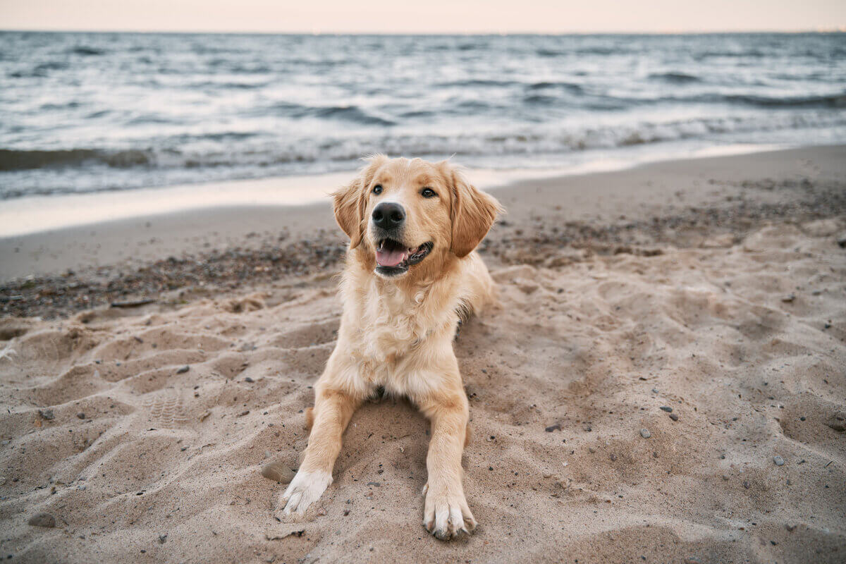 Adotar cuidados com os cachorros na praia preserva o bem-estar dos animais (Imagem: alexgo.photography | Shutterstock)