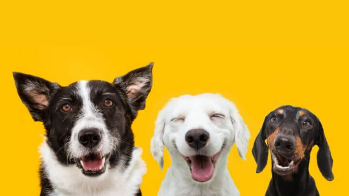 Três cachorrinhos felizes sorrindo no fundo amarelo isolado