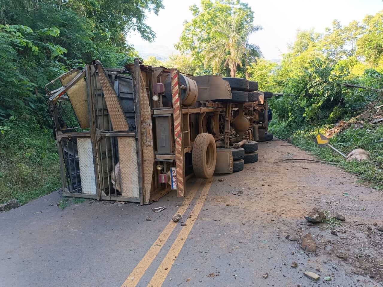 Caminhão carregado de porcos tomba na SC-155 (2)