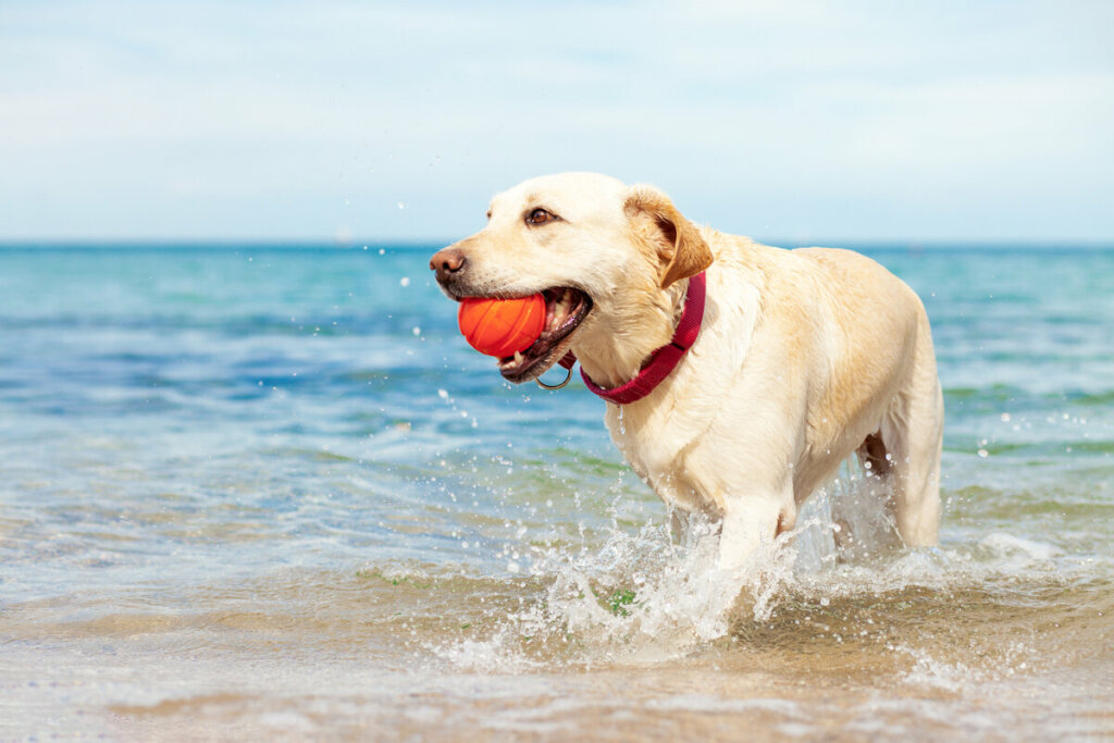 A &aacute;gua salgada do mar pode irritar a pele do animal, por isso &eacute; importante enxaguar o pelo ap&oacute;s o banho (Imagem: Bohdan Malitskiy | Shutterstock)