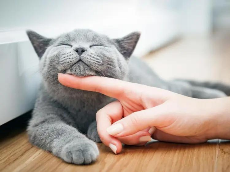 O british shorthair &eacute; um gato conhecido pela natureza d&oacute;cil e afetuosa (Imagem: PHOTOCREO Michal Bednarek | Shutterstock)