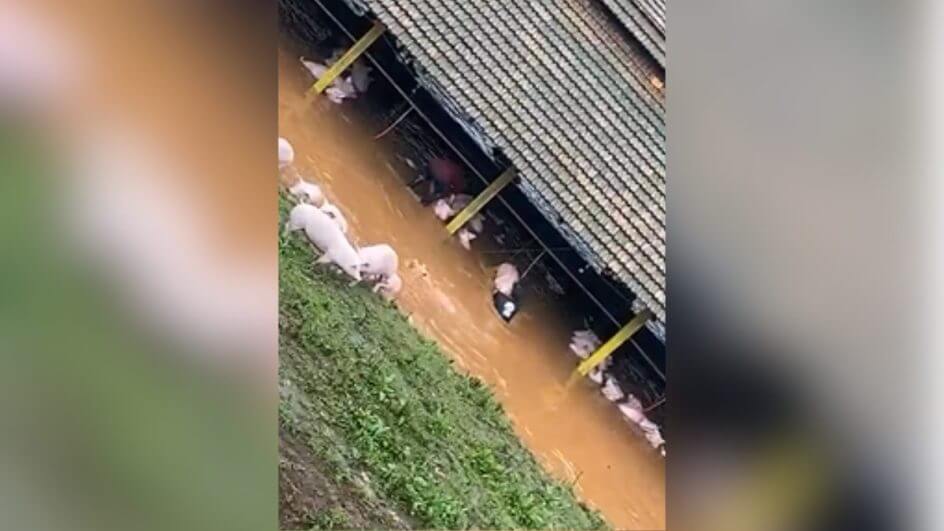 Funcionários tentam salvar porcos durante inundação em granja de SC