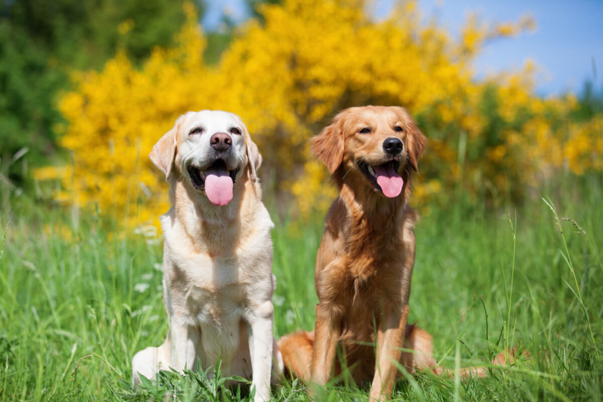 Enquanto os labradores têm uma pelagem curta e densa, os golden retrievers possuem pelos longos e densos (Imagem: Christian Mueller | Shutterstock)
