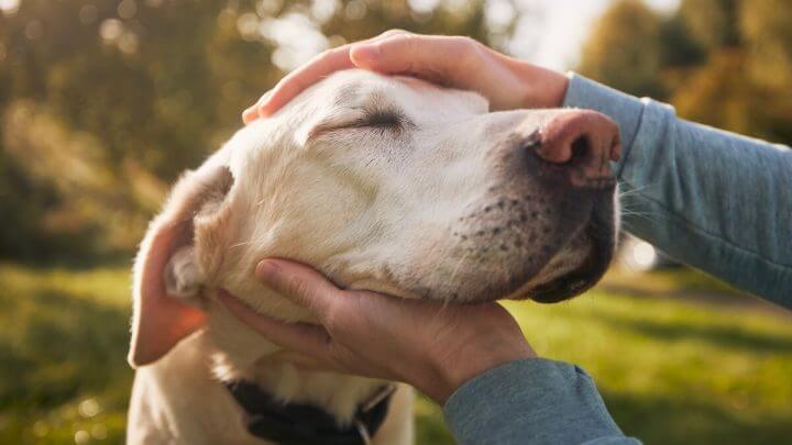 Cachorro com os olhos fechados recebendo carinho