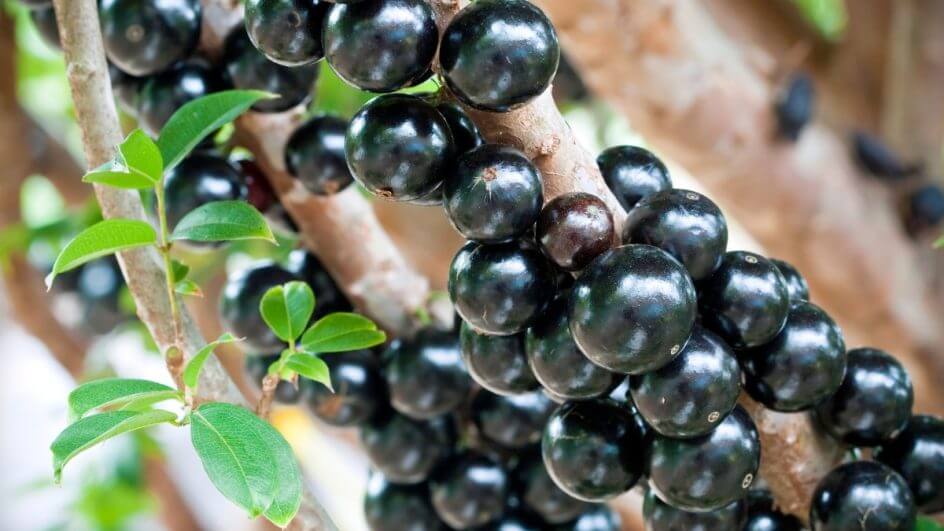 Jabuticaba foi a segunda melhor fruta em ranking internacional