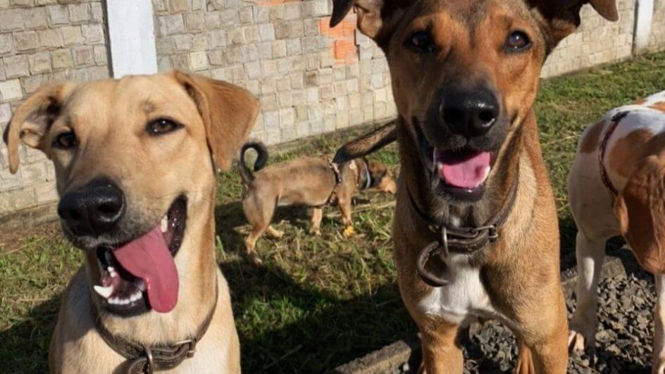 Manteiga e Nina, são os pets do casal Cacau Parreira e Joaquim Mitidiero. Divulgação