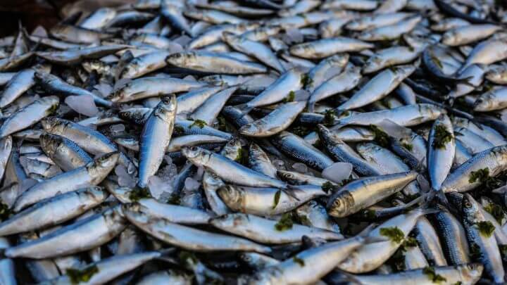 Pesquisa analisa contaminação de pescados