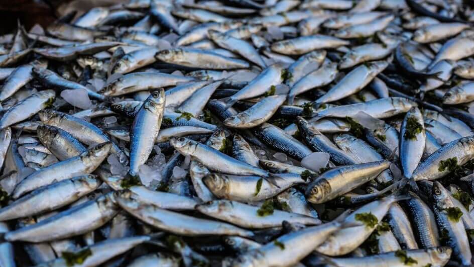 Pesquisa analisa contaminação de pescados