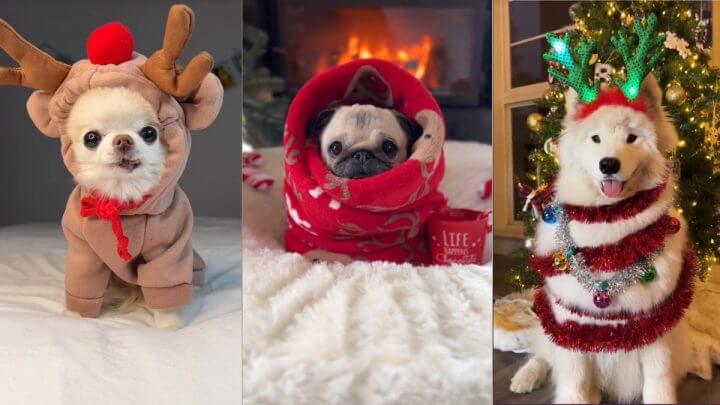 Pets decorados para o Natal