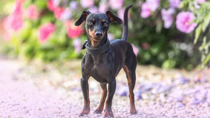 Pinscher em fundo florido