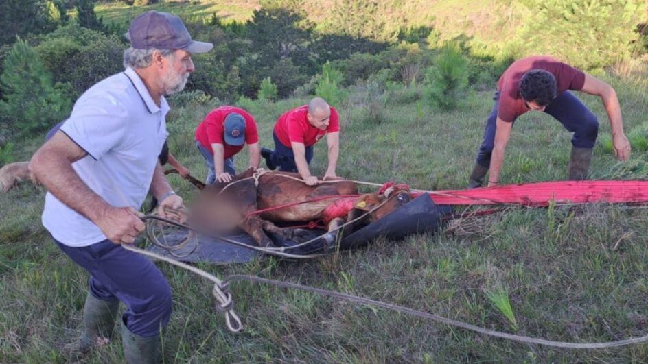 Resgate de vaca em Lages