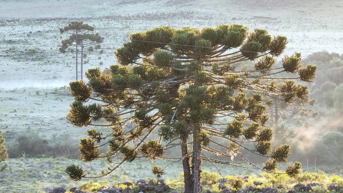 Serra de SC amanhece com paisagem de inverno e campos cobertos por geada em plena primavera 
