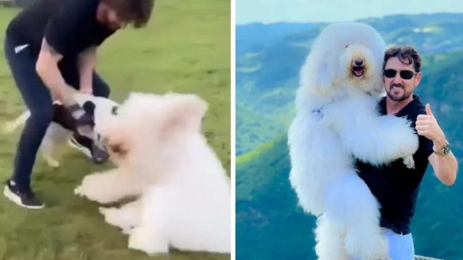 VÍDEO Poodle gigante de quase 30 quilos é atacado por outro cachorro em parque de Chapecó