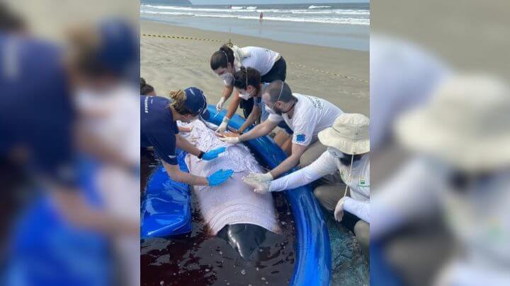 Baleia cachalote de 3 metros encalha em praia de SC e mobiliza força-tarefa para resgate
