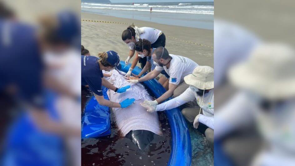 Baleia cachalote de 3 metros encalha em praia de SC e mobiliza força-tarefa para resgate