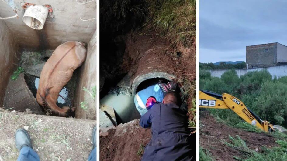 Cavalo é resgatado com retroescavadeira após ficar quatro horas dentro de poço em SC