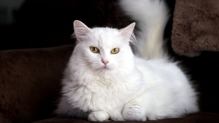 Gato angorá branco com olho amarelo